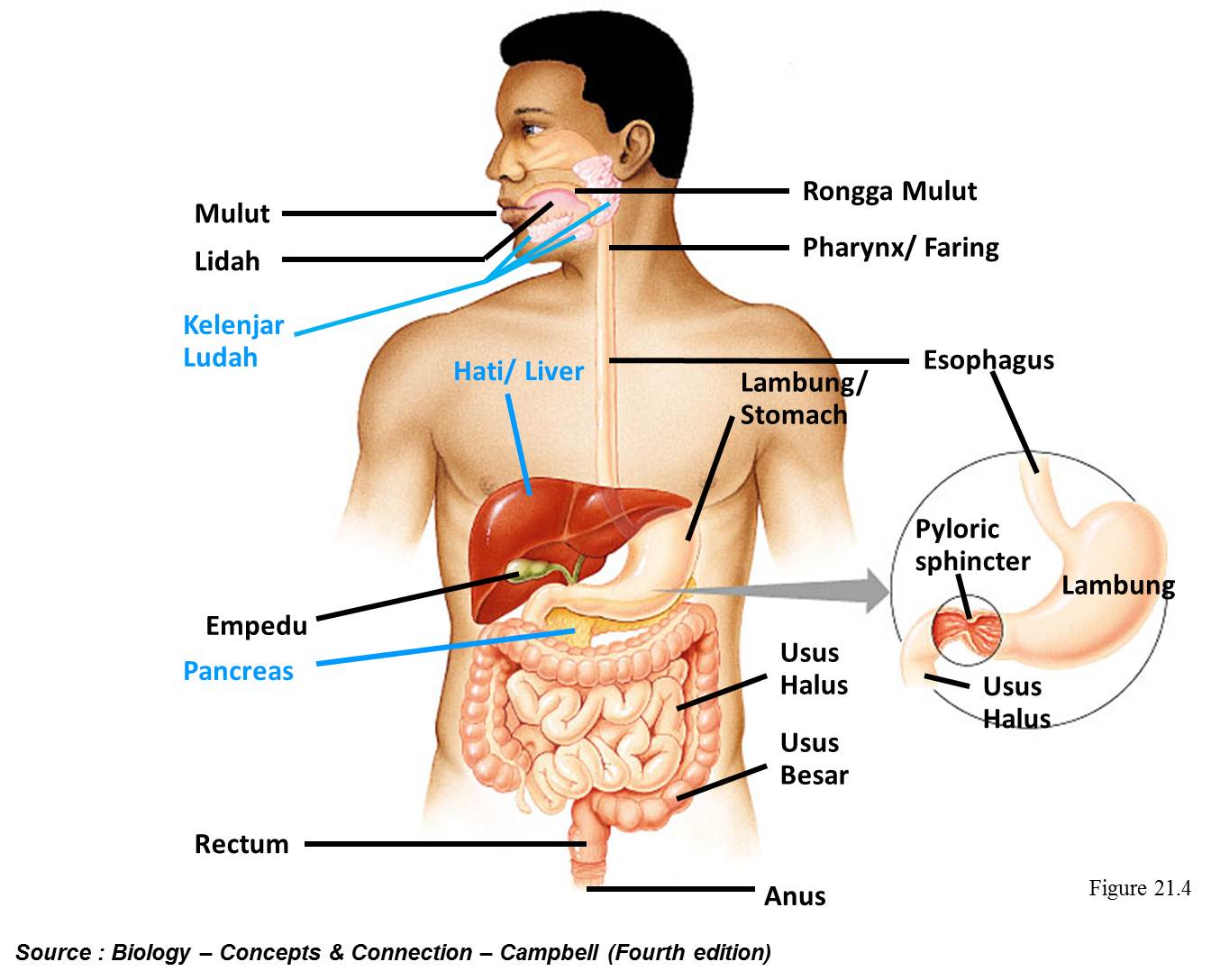 Gambar Ilustrasi Anatomi Tubuh Manusia Hilustrasi